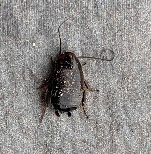 Réf. 312 174 : Loboptera sp.